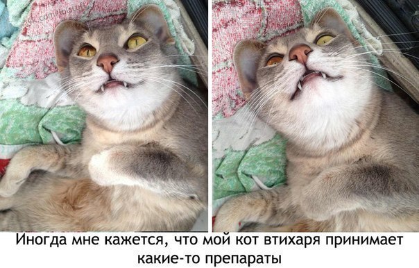 Прикольное фото "Упоротый котэ или.."