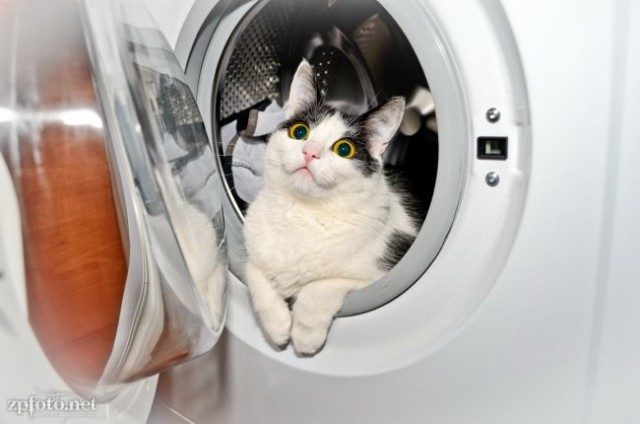 Котики обожают играть в прятки