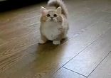Маленький котенок