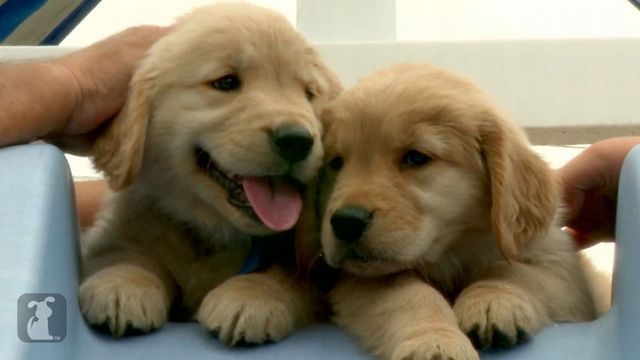 Топ няшных щеночков