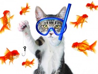 Охота за золотыми рыбками началась