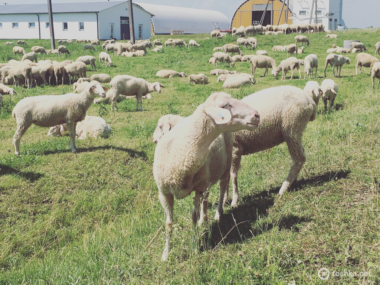 Мерінос_Захід