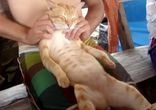Тайский массаж для рыжего кота