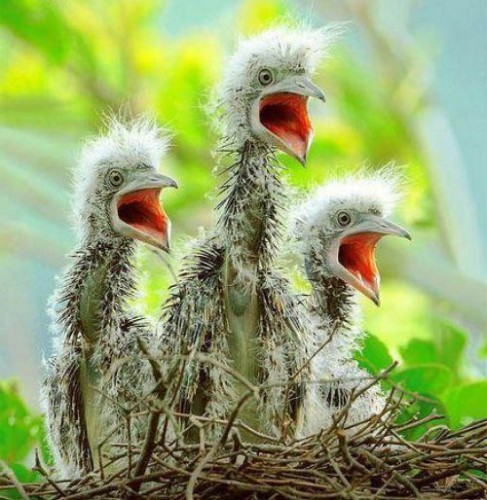 Смешные животные