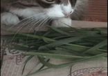 tomcat eat a grass