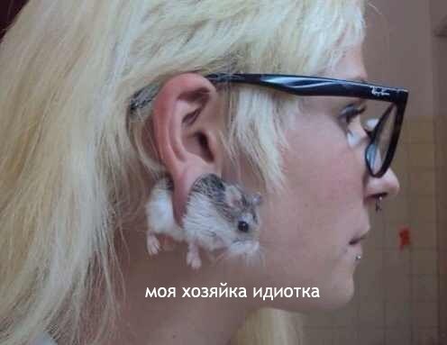 Мой хозяин - идиот