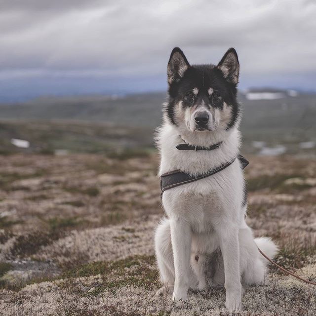 хаскі Акіак 