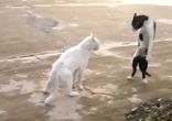 КОТЯРА БЫЧАРА