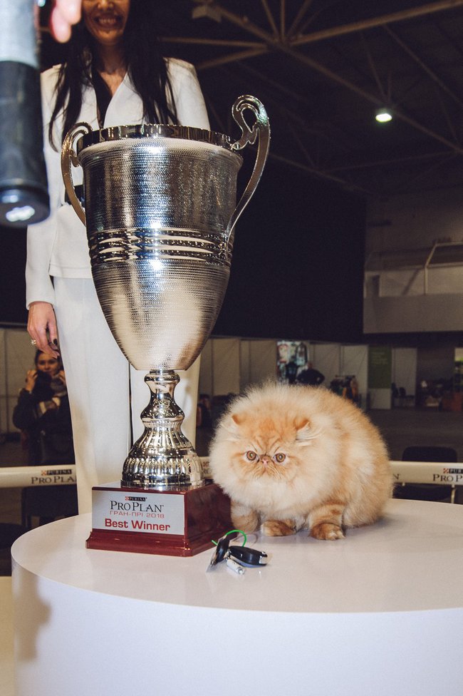 Міжнародна виставка котів Pro Plan® Гран Прі 2018
