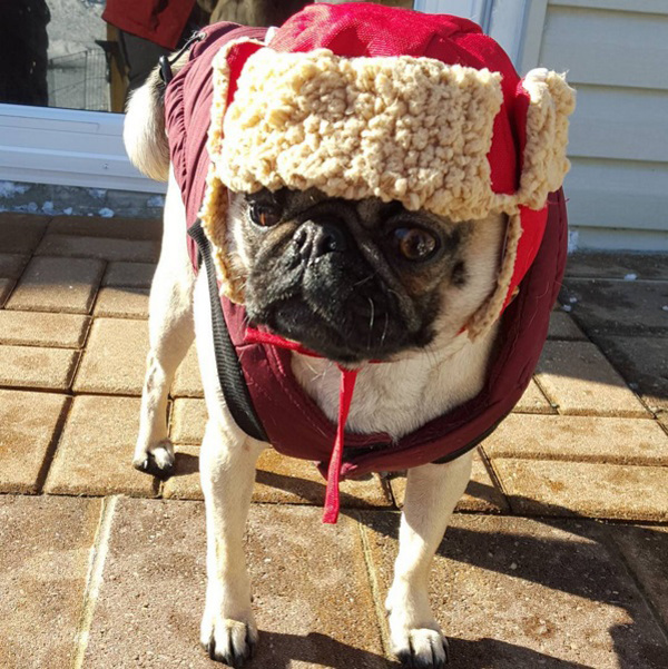 Модные собачки