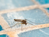 Як позбутися комарів домашніми засобами