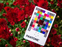Главные цвета 2021 по версии Института цвета Pantone