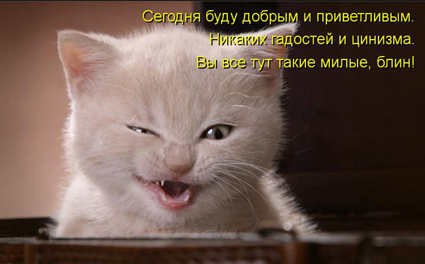 ТОП лучших котоматриц
