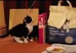 Котенок нашел друга в зеркале