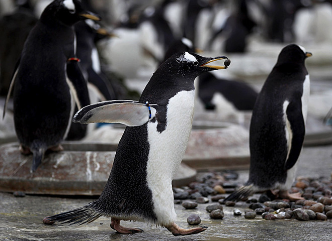 Пингвины в Эдинбурге