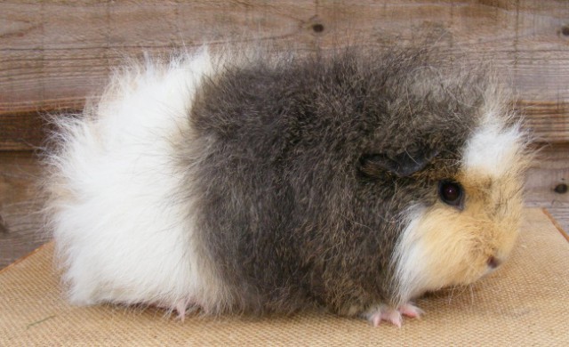 Самые пушистые няшки