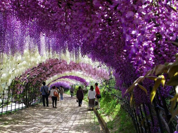 Тунель з квітів Японії: подорож у казку