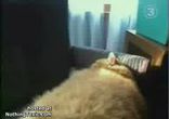 вот так  кот!