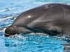 Дельфины поселятся в Киеве