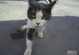 Прикол про быдло кота