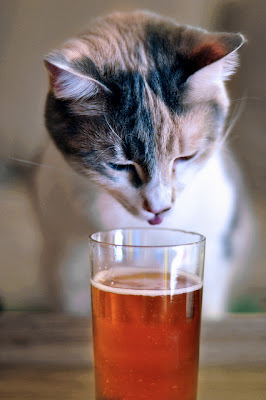 Коты, которые любят пиво