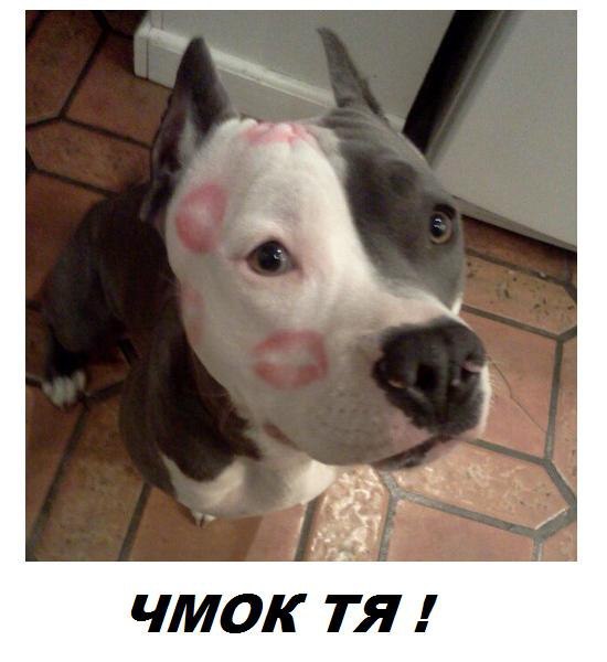 Чмок Тя!