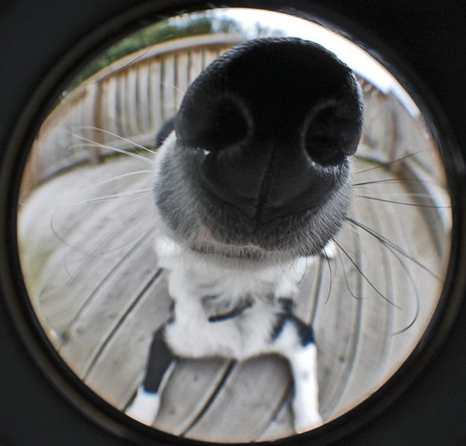 Любопытные собачки