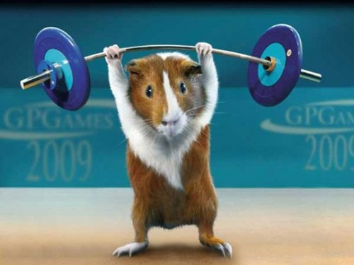 Свинья олимпиада