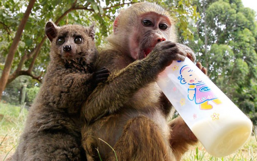 Смешные животные