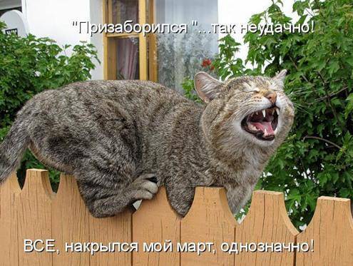 Классные котоматрицы