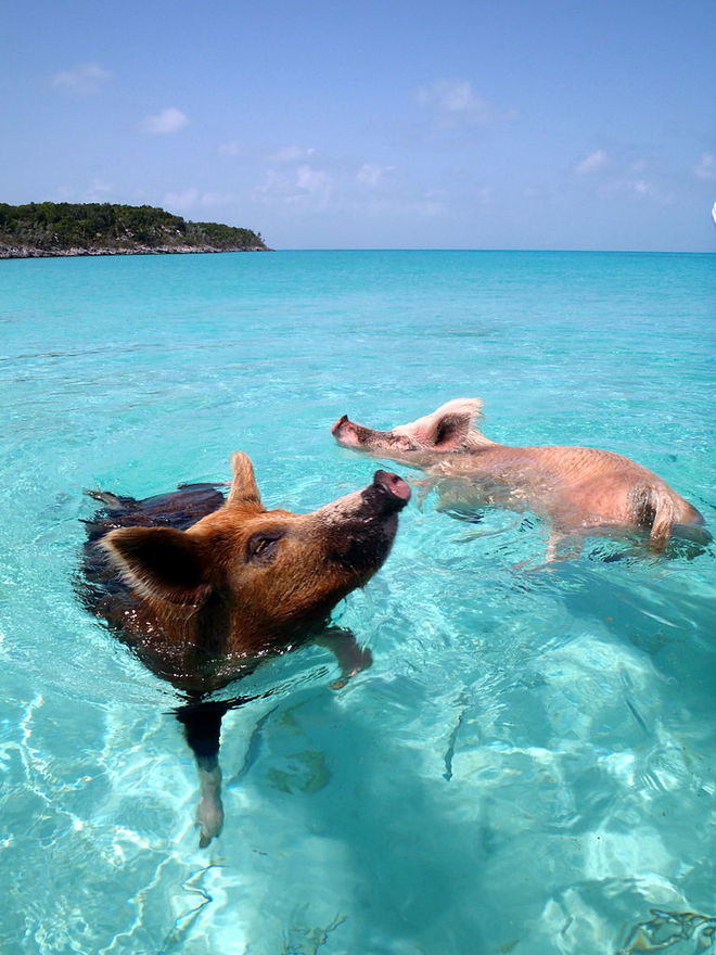 Необычный туризм: Остров плавающих свинок