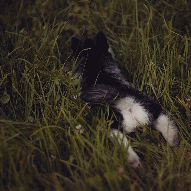 Цуценята Хаскі