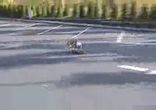 Собака скейт бордист