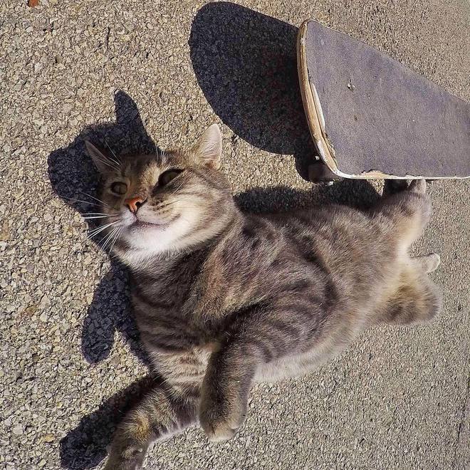 Котик обожает делать селфи