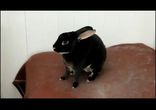 Орущий кролик