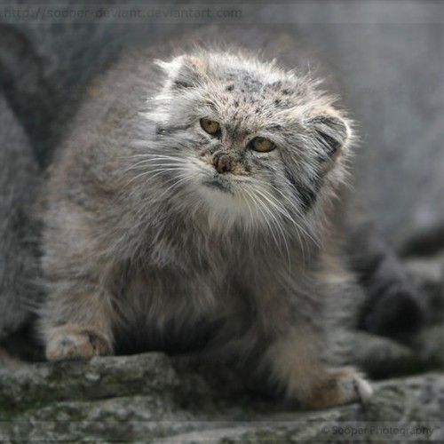 Печальный манул