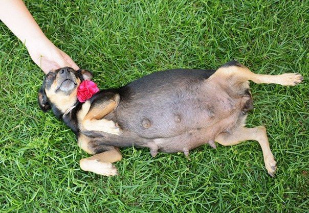 Фотосессия беременной собаки покорила Интернет