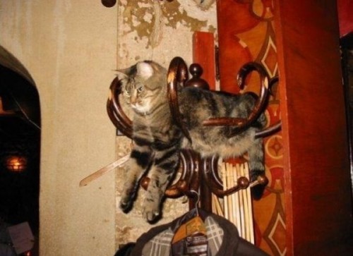 Вездесущие коты