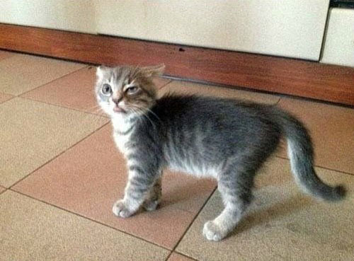 Милые котяки-кривляки