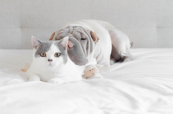 Самая милая фотосессия шарпея и кота
