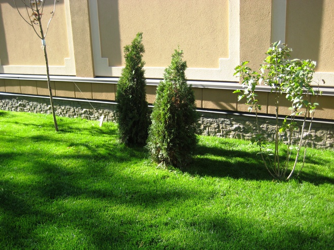 pine wood