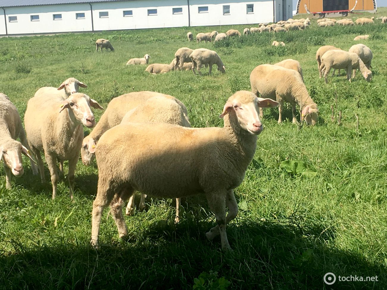 Мерінос_Захід