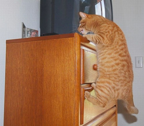 Котэ акробаты