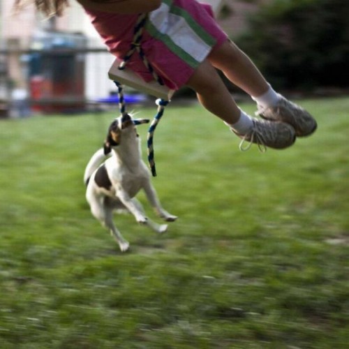 Выходки животных