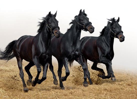 Обладенно красивые лошади