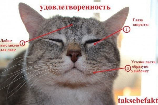 Как узнать, врет вам кошка или нет?