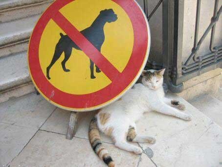 Топ фотоприколы