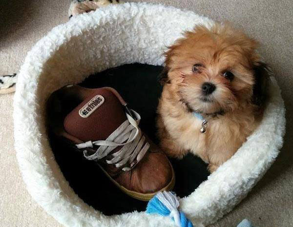 Самые очаровательные воришки