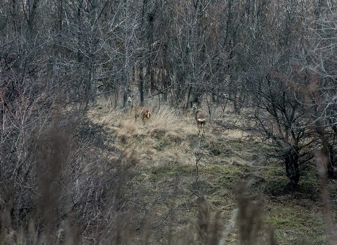 дике життя на Хортиці