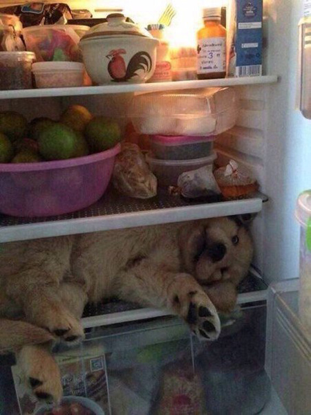 Когда холодильник - единственное спасение от жары